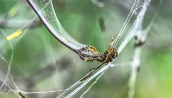 Etli güveçte etin yumuşak olması için öneriler