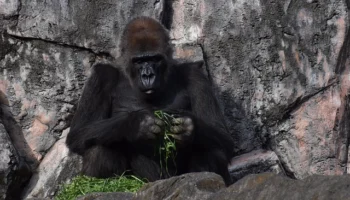 Vegan sütlü tatlılarda kıvam arttırıcılar