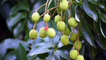 Veganlar için proteini yüksek tarif önerileri